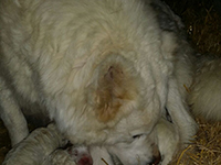 Cucciolo mastino abruzzese
